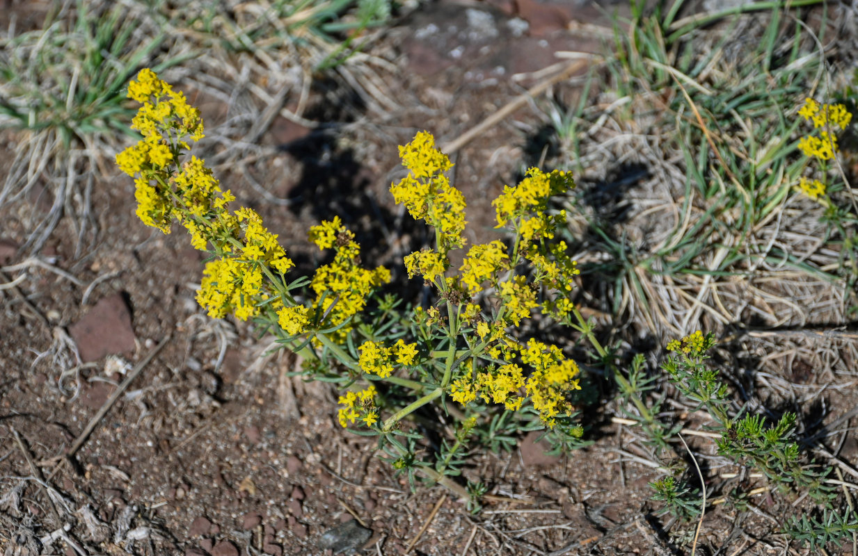 Изображение особи Galium verum.