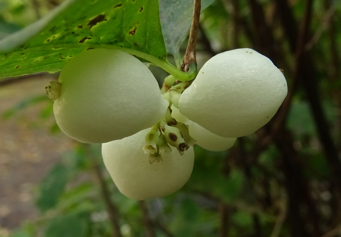 Image of Symphoricarpos albus var. laevigatus specimen.