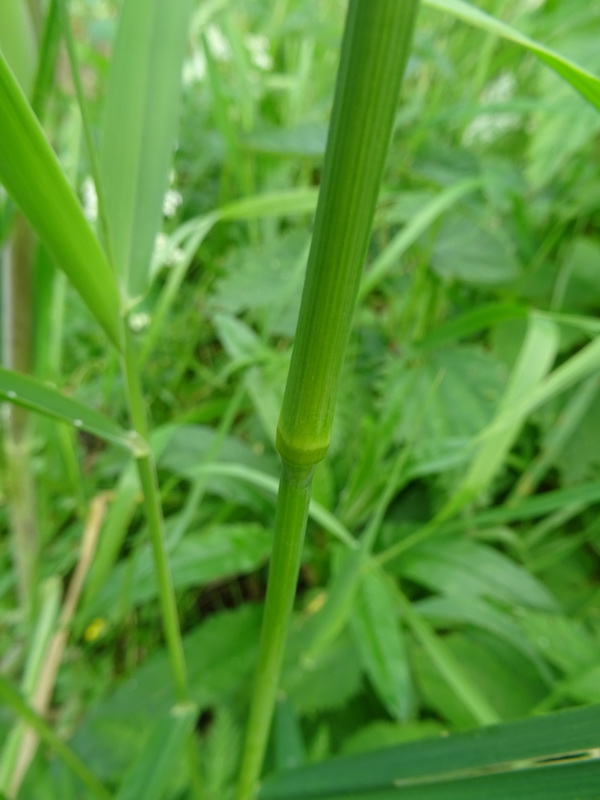 Image of Dactylis glomerata specimen.