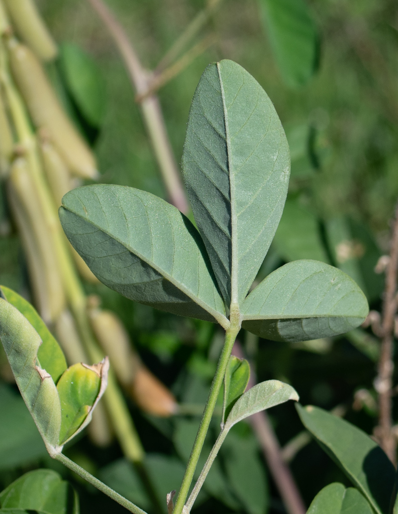 Изображение особи Crotalaria pallida.