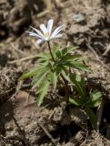 Anemone caucasica