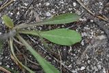 Campanula sibirica. Прикорневые листья. Челябинская обл., Кыштымский городской округ, окр. руин Динамитного завода, сосново-берёзовый лес, перед входом в Сугомакскую пещеру, на мраморной скале. 3 июля 2023 г.