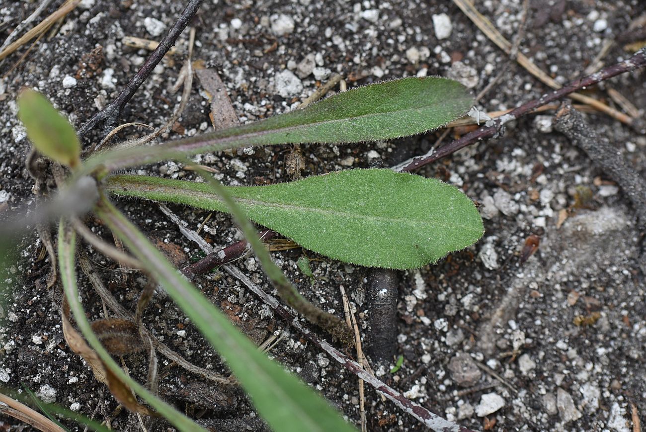 Image of Campanula sibirica specimen.