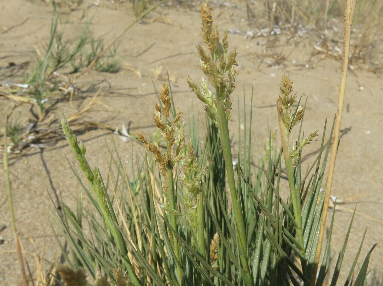 Image of Sporobolus pungens specimen.