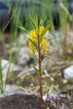 Naumburgia thyrsiflora