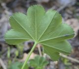 род Alchemilla. Лист с сидящей тлёй (абаксиальная поверхность). Пермский край, г. Пермь, Дзержинский р-н, м-н Акуловский, смешанный лес. 13.05.2023.