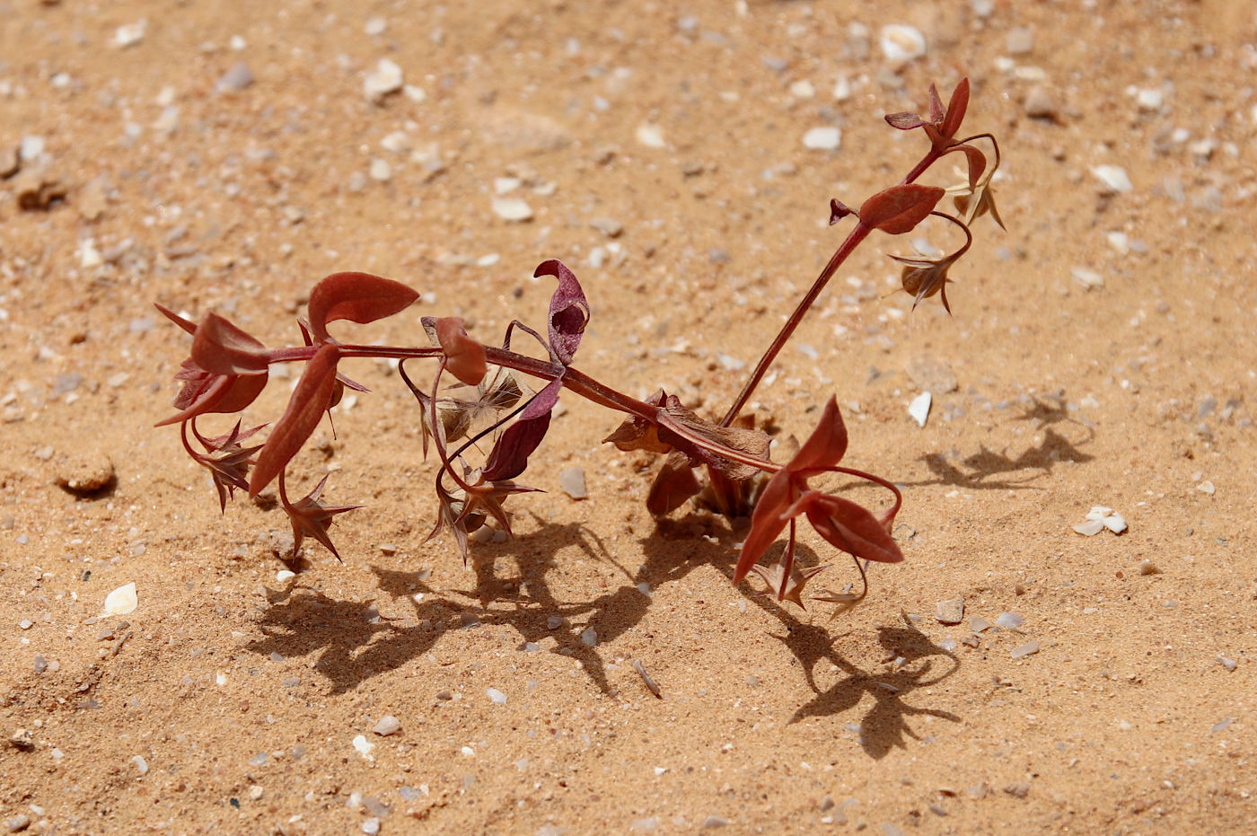Изображение особи Anagallis arvensis.