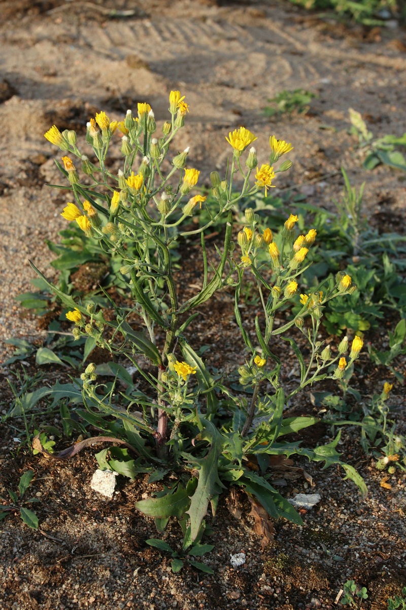 Изображение особи Crepis tectorum.