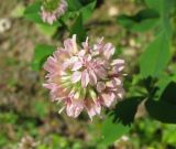 Trifolium hybridum