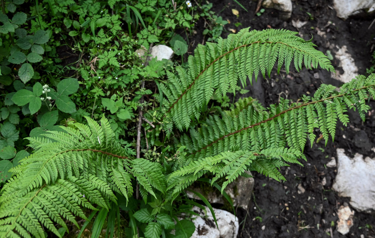 Изображение особи Polystichum braunii.