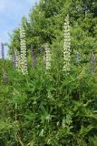 Lupinus polyphyllus