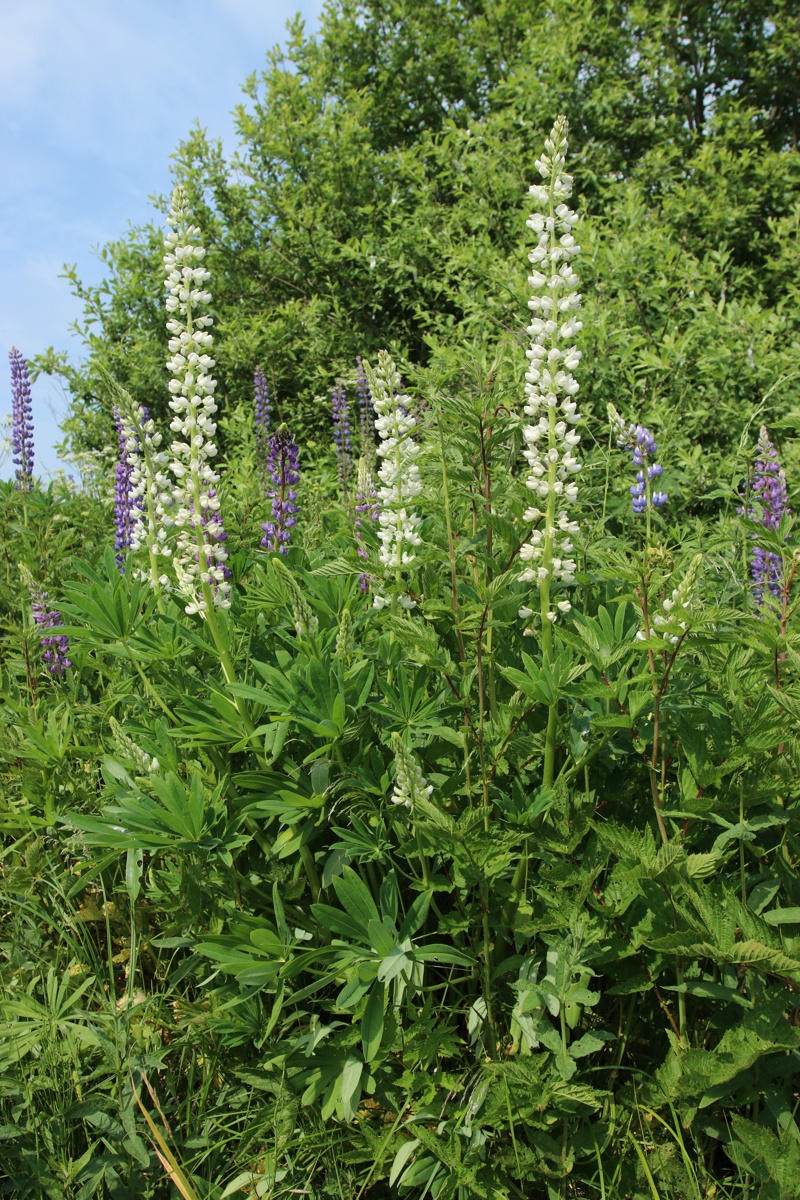 Image of Lupinus polyphyllus specimen.