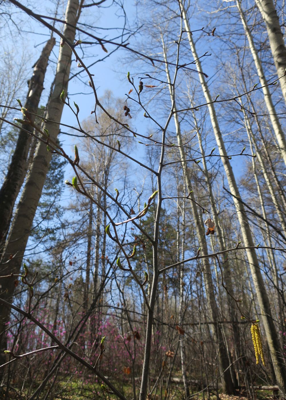 Изображение особи Duschekia fruticosa.