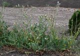 Crepis rhoeadifolia