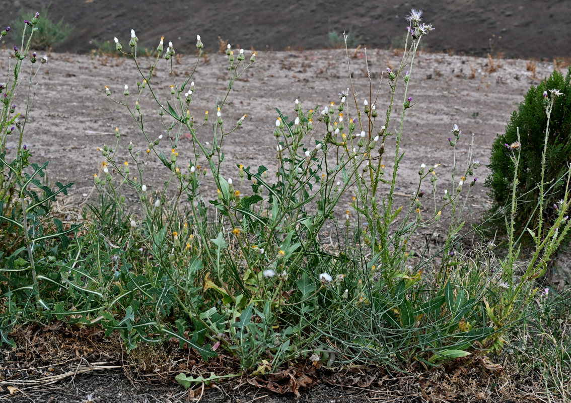 Изображение особи Crepis rhoeadifolia.