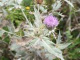 Cirsium argillosum. Цветущее и развивающееся соцветия и присоцветные листья. Чечня, Шаройский р-н, бассейн р. Цесиахк, нижняя часть долины впадающего в р. Цесиахк в селении Цеси левого притока, луг. 11 августа 2923.