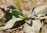 Goniolimon speciosum