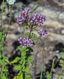 Origanum vulgare