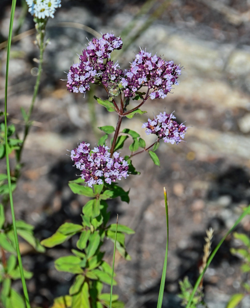 Изображение особи Origanum vulgare.