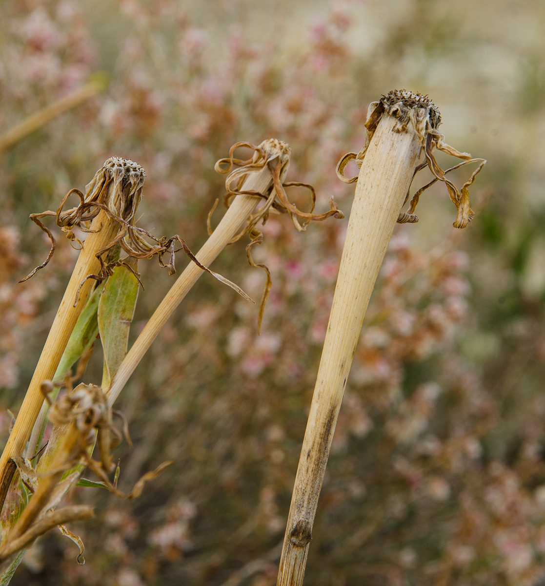 Изображение особи Tragopogon dubius ssp. major.