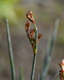 Juncus acutus. Верхушка побега с распускающимся соцветием. Дагестан, Магарамкентский р-н, окр. с. Приморский, песчаный пляж, берег ручья. 05.05.2022.