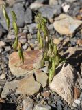 genus Bromus. Соплодие. Чечня, Шаройский р-н, долина р. Кенхи, ур. Хилиди, луг. 23 августа 2023 г.