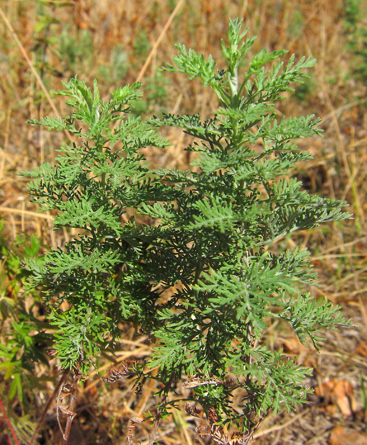 Image of Artemisia macrantha specimen.