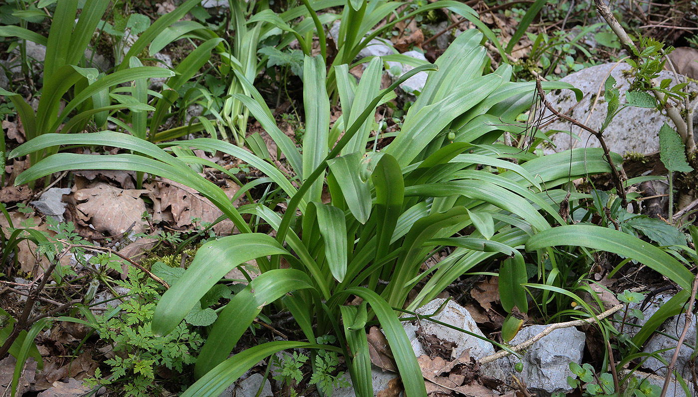 Изображение особи Galanthus woronowii.