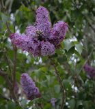 Syringa vulgaris