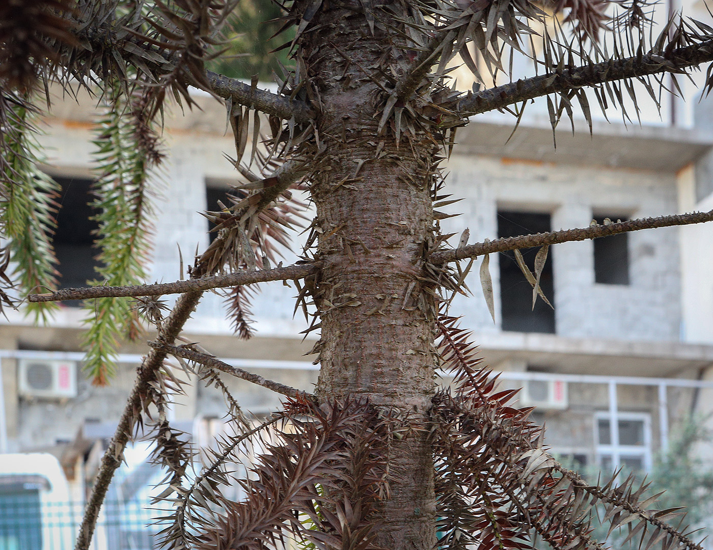 Изображение особи Araucaria angustifolia.