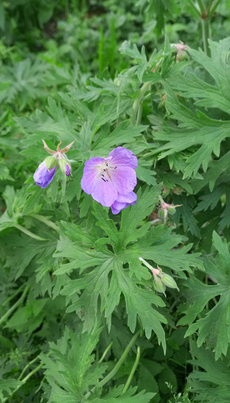 Изображение особи Geranium pratense.
