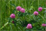 Trifolium pratense