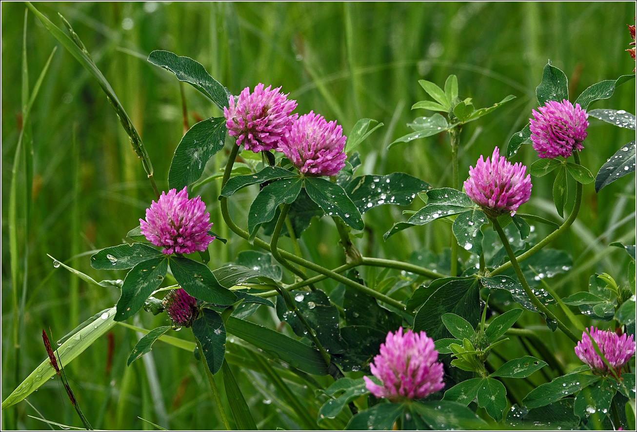 Изображение особи Trifolium pratense.