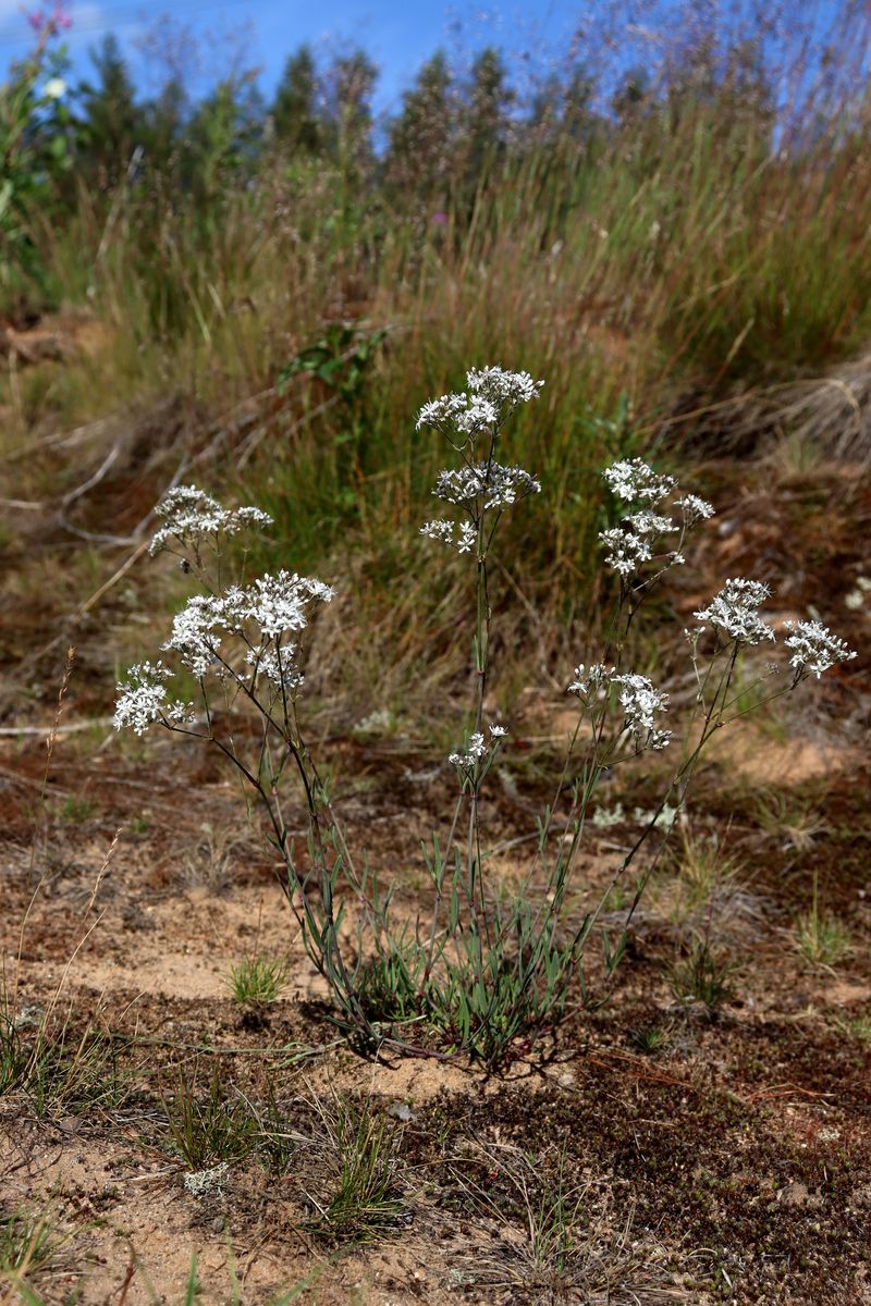 Image of Gypsophila fastigiata specimen.