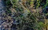 Stipa capillata. Верхушка побега с соцветием. Оренбургская обл., Саракташский р-н, хр. Карамурунтау, луговой склон. 07.07.2023.