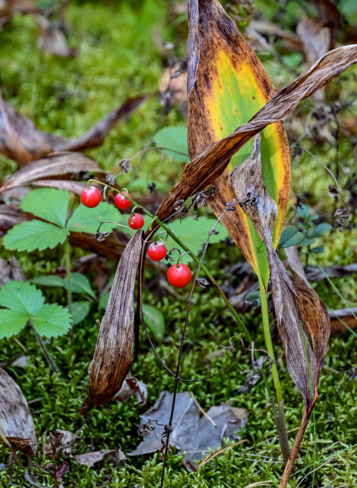 Изображение особи Convallaria majalis.
