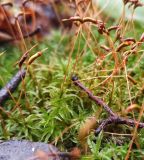 Atrichum undulatum