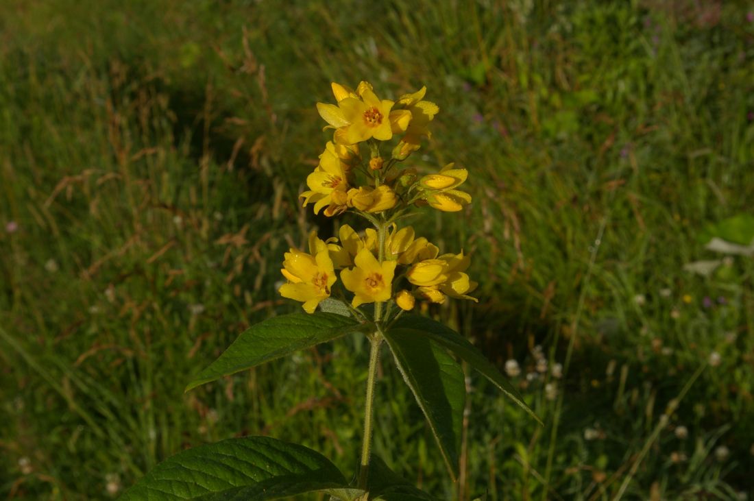 Изображение особи Lysimachia vulgaris.