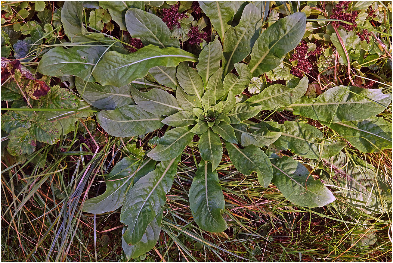 Image of Oenothera rubricaulis specimen.