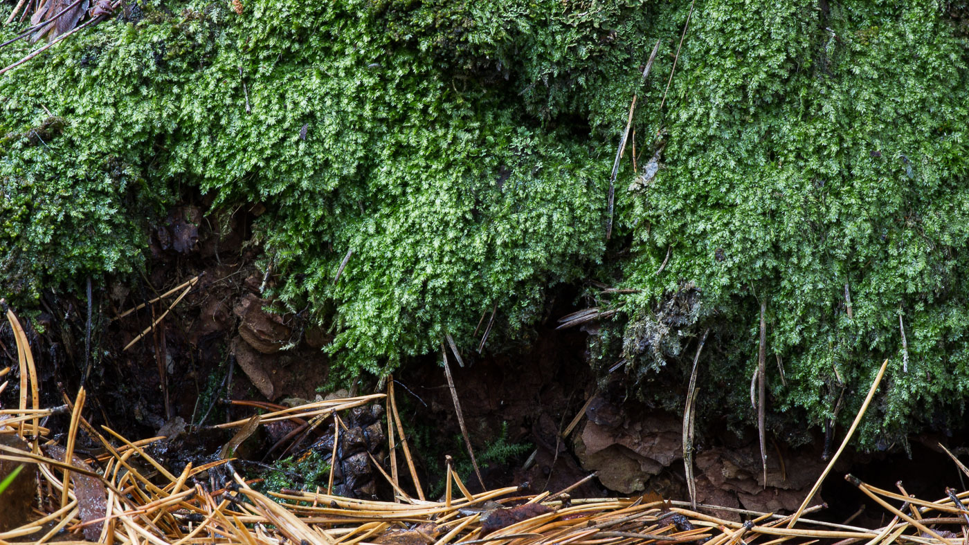 Image of Plagiothecium laetum specimen.