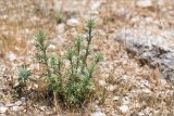 Eryngium bourgatii ssp. heldreichii