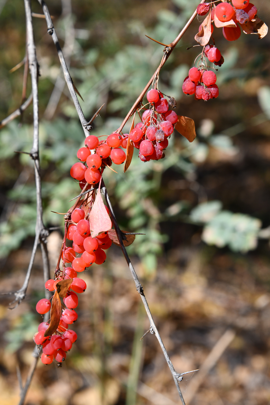 Изображение особи Berberis iliensis.
