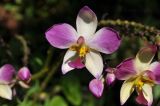 genus Spathoglottis
