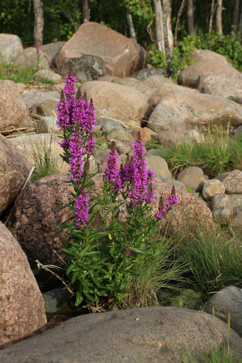 Image of Lythrum intermedium specimen.