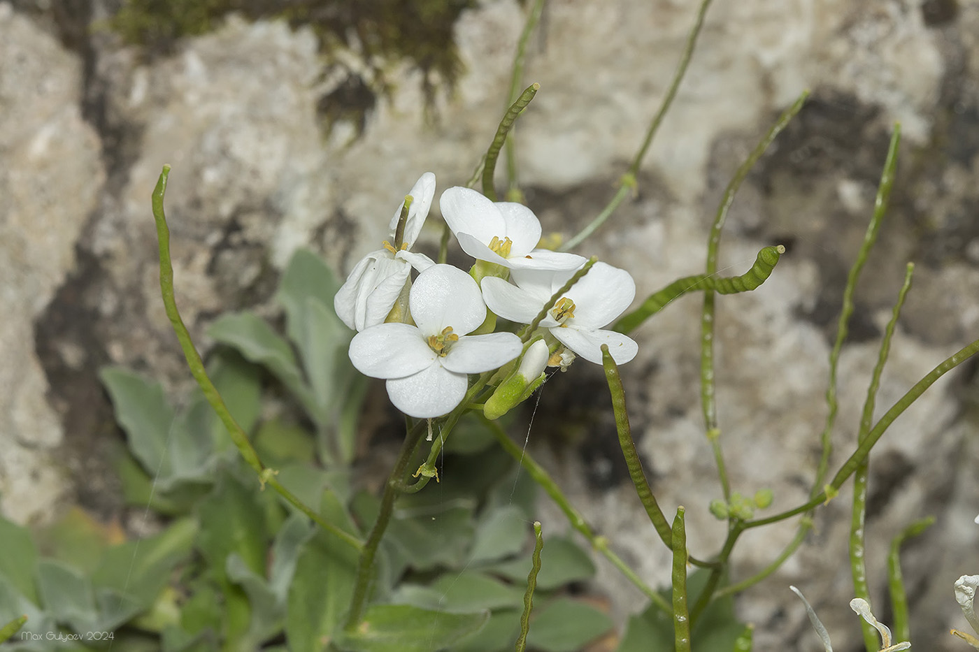 Изображение особи Arabis caucasica.