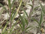 Campanula sibirica. Части стеблей с листьями. Башкирия, гора Юрактау. 12.06.2007.