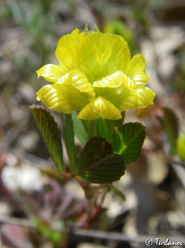 Изображение особи Trifolium campestre.