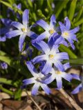 Chionodoxa luciliae. Цветки. Санкт-Петербург, Ботанический сад Петра Великого, северный двор, цветник. 30.03.2025.
