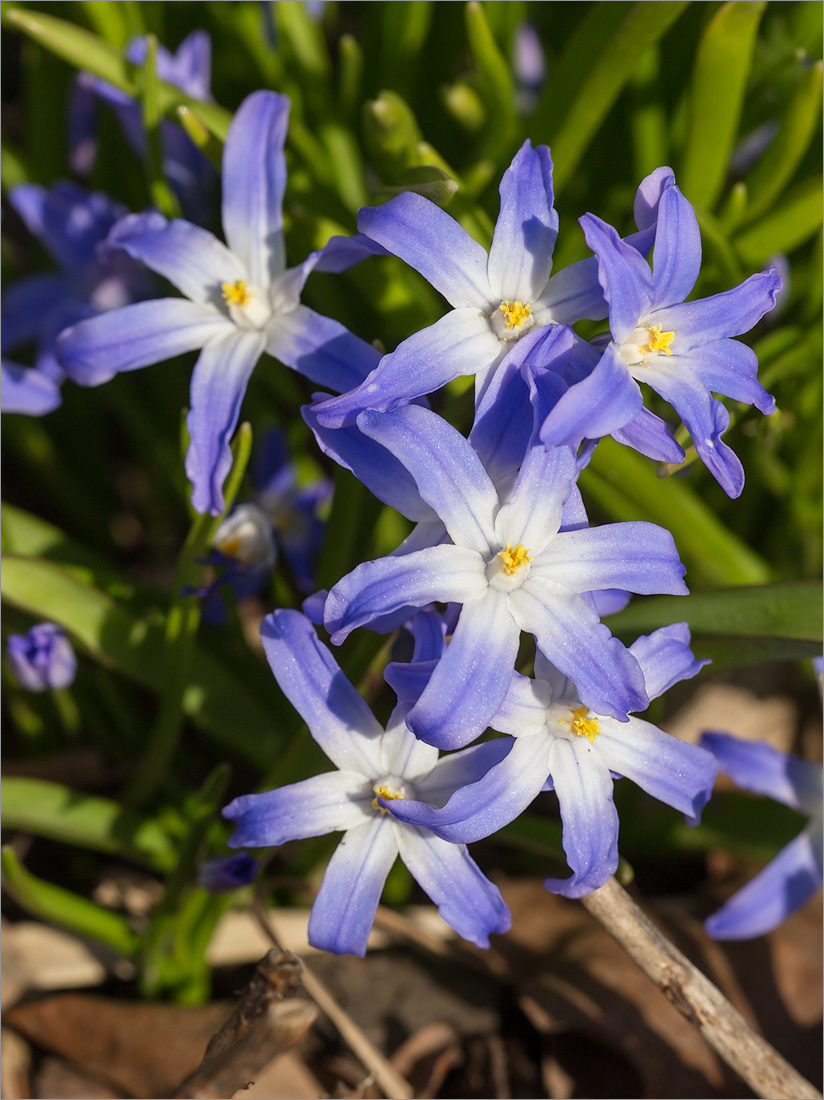 Изображение особи Chionodoxa luciliae.