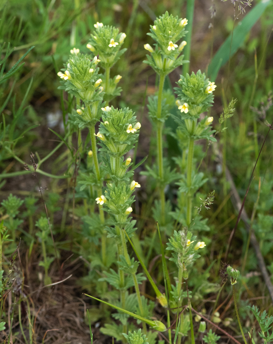 Изображение особи Parentucellia flaviflora.